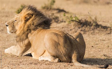 Male Lion Lying Down