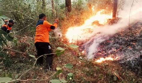 Karhutla Gunung Lawu Meluas 30 Hektare Medan Curam Dan Angin Kencang