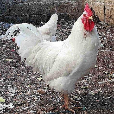 Top 10 White Chicken Breeds (with Pictures)