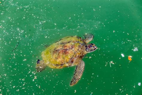 Sea Turtle Pollution Stock Photos Pictures And Royalty Free Images Istock