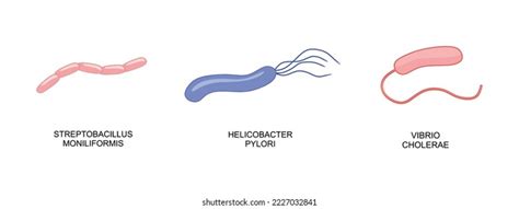 Set Bacteria Icon Streptobacillus Moniliformis Helicobacter Stock Vector (Royalty Free ...