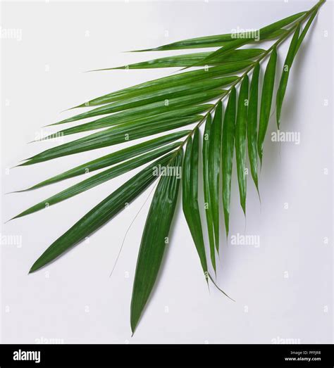 Palm Oil Tree Leaf