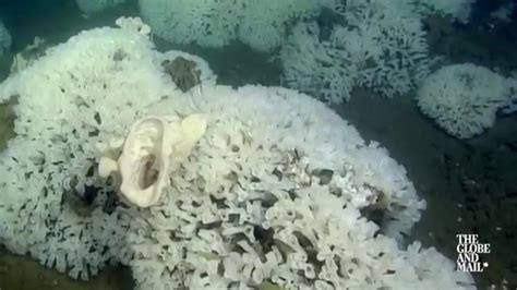 A Look At Rare Beautiful Glass Sea Sponges Off The Coast Of Bc