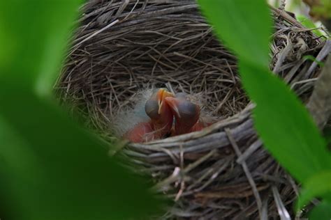 Baby Birds Out of the Nest