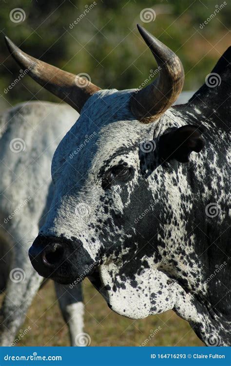 Nguni Bull Bos Taurus Da África Austral Foto De Stock Editorial