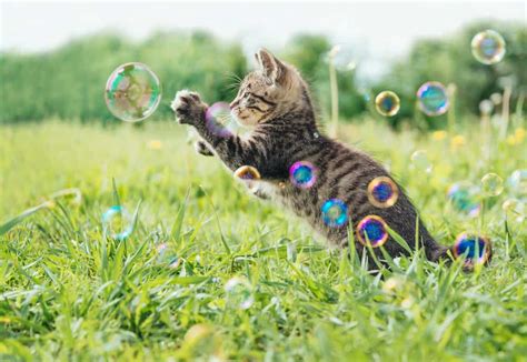 Are Bubbles Safe For Cats? (Find Out Now!) – Pet Advisers