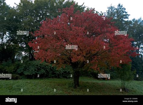 Vogel Kirsche Suess Kirsche Herbst Prunus Avium Wild Cherry Autumn