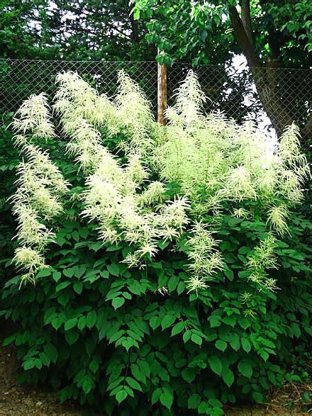 8 Best Tall Shade Plants ideas | shade plants, plants, shade garden