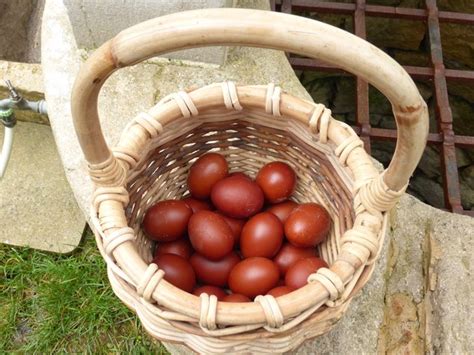 œufs à couver de poules Marans noire cuivrée Coco Eco