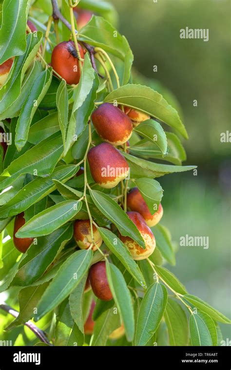 Jujube, Jujuba, Red date, Chinese date, Korean date, Indian date ...