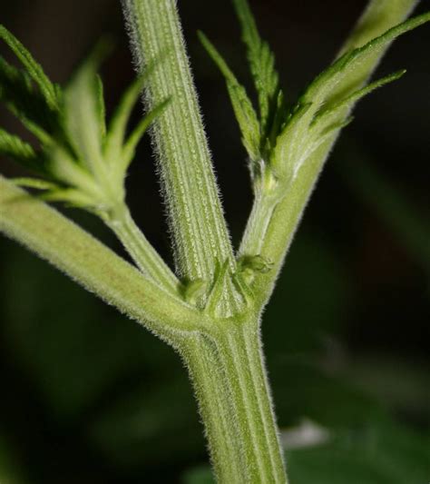 More Male Preflowers Welcome To Cannabis Gallery