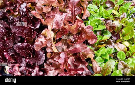 Rows Of Different Colored Lettuce For Sale At A Garden Center Stock