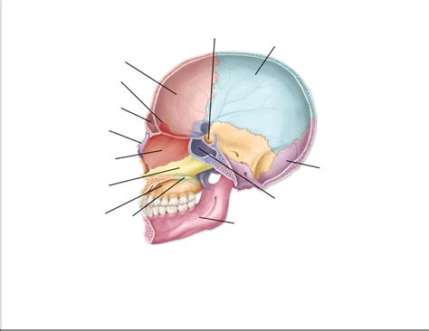 Axial Skeleton Diagram | Quizlet