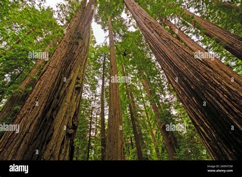 Coastal Redwoods on the California Coast Stock Photo - Alamy