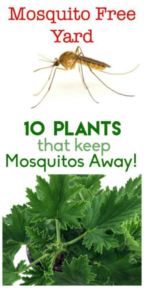 Best Plants To Get Rid Of Mosquitoes At Jerome Diamond Blog