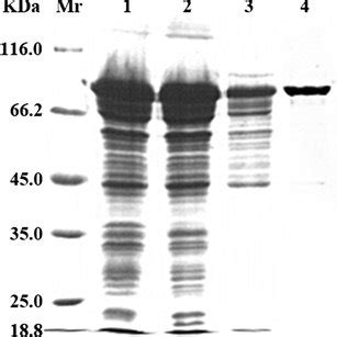 Structure Model Of Permatin By Homology Modeling With Template Of Z Q