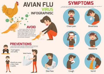 Yellow Fever Infographic Elements Symptoms Vector Image