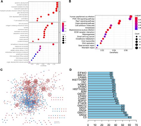 Frontiers Identification Of Specific Prognostic Markers For Lung