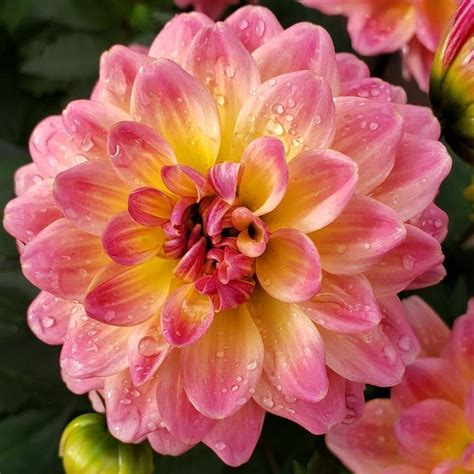 Hypnotica Rose Bicolor Dahlia Faller Landscape