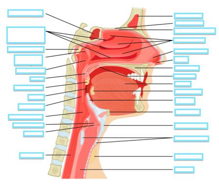 Nasal Cavity Diagram | Quizlet