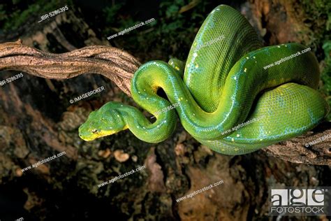 Green Tree Pythons Morelia Viridis Stock Photo Picture And Rights