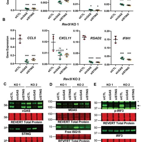 The Cgas Sting Axis Promotes Expression Of Interferon Stimulated Genes Download Scientific