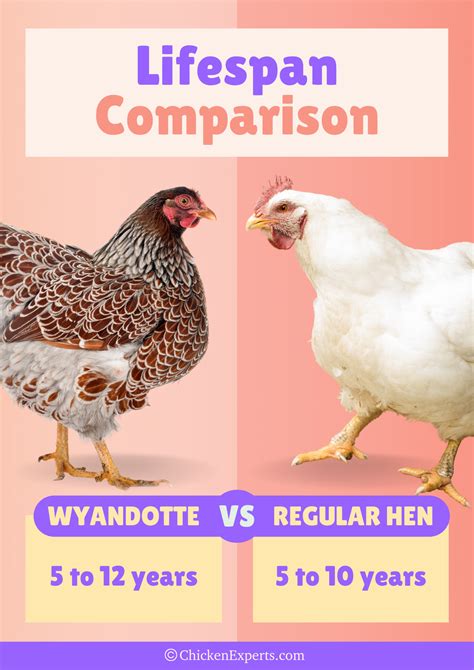 Wyandotte Chickens - 23 Things you NEED to know!😍 - chickenexperts