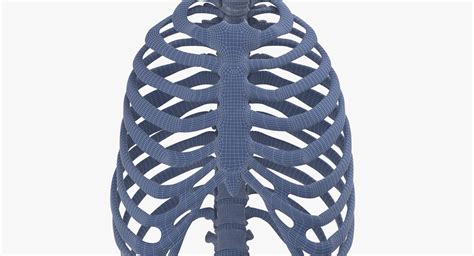 Real Human Rib Thoracic Cage And Spine Bones Anatomy White 01 3d Model