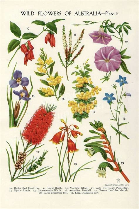 vintage botanical flower print australian wild flowers australian