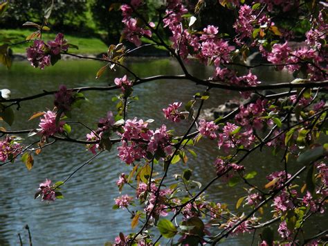 Japanese Garden at Hammersmith Park - 157. That's the number of empty