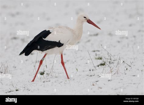 Ooievaar Lopend In De Sneeuw White Stork In Snow Stock Photo Alamy