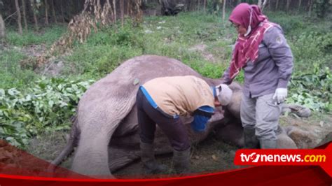 Diracun Seekor Gajah Sumatera Ditemukan Mati Di Hutan Tesso Tenggara