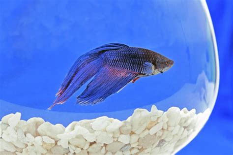 The Quiet Longevity Of Betta Fish Life Beyond The Bowl