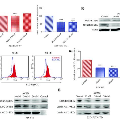 FLT3 ITD Expressing AML Patient Samples And Cell Lines Express The