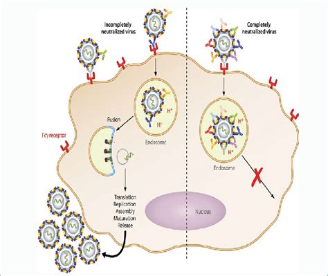 Fc gamma receptors (for IgG or gamma immunoglobulin) facilitate the ...