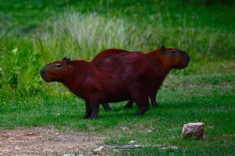 Capybara With Human