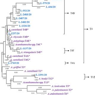 Phylogenetic Tree Inferred From The 18S RRNA Sequences Of Acanthamoeba