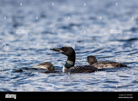 Common Loon Gavia Immer With Two Juvenile Loons In Beautiful Crystal