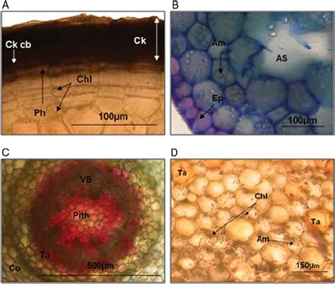 Photomicrographs Of Stem Anatomy For Each Species Studied A