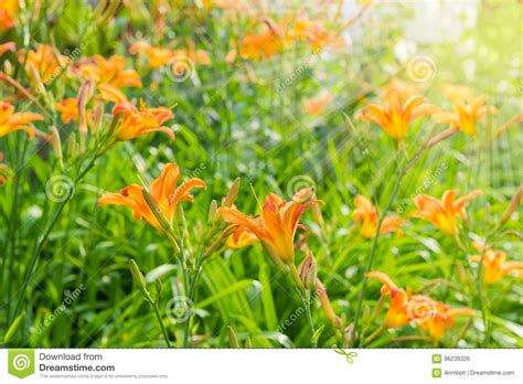 Fondo Del Macizo De Flores Con Los Lirios Anaranjados Foto De Archivo