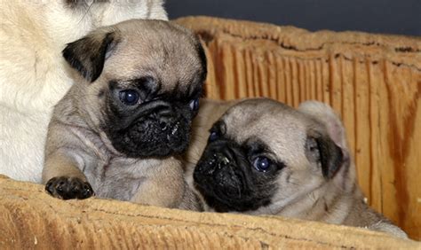 Cuccioli Di Carlino A Bra Allevamento Le Ombre Verdi