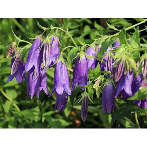 Campanula Haylodgensis Blue Bali Co Max Garden Z Hradn