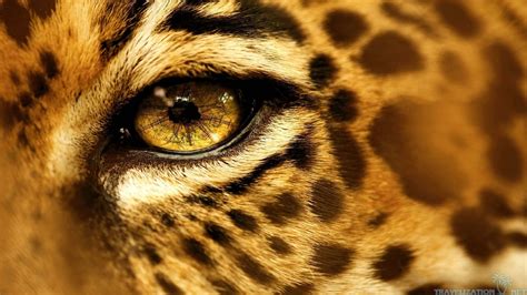 Animals Eyes Wildlife Nose Big Cats Whiskers Leopard Jaguar