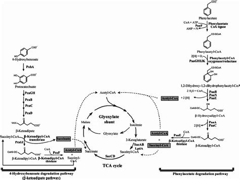 Scheme Of Hydroxybenzoate Catabolism Through The B Ketoadipate