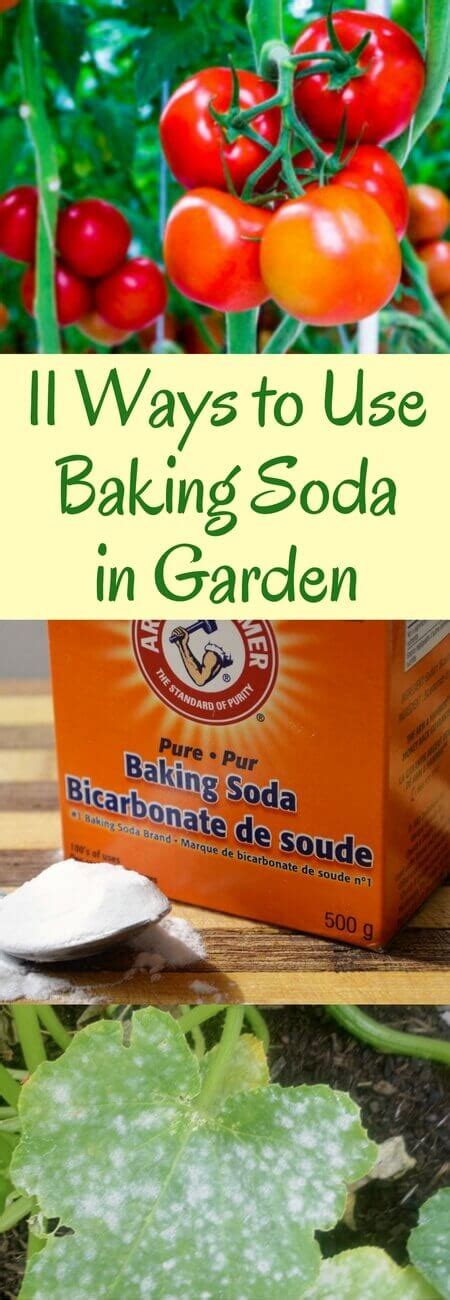 11 Ways To Use Baking Soda In Garden Home Gardeners