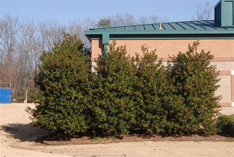 Ilex cornuta 'Burfordii' (Burford Holly) | North Carolina Extension ...