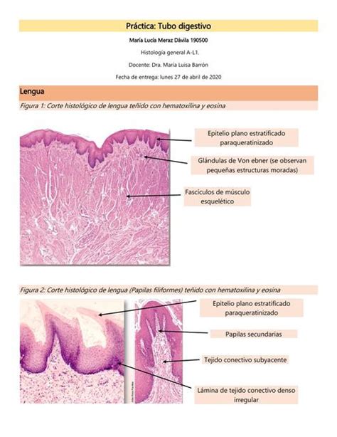 Cortes Histologicos Sistema Digestivo