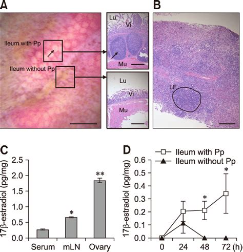 Histological Organization Of Peyer S Patch Pp And Mesenteric Lymph