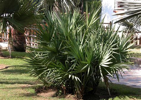 Serenoa repens - Palmeras y jardines