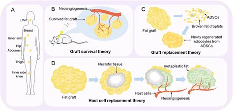 Deciphering The Emerging Roles Of Adipocytes And Adipose Derived Stem